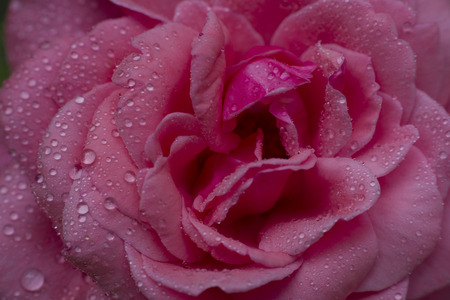 close-up beautiul red rose with water drops,の写真素材