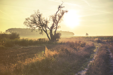 summer meadow, vintage effectの写真素材