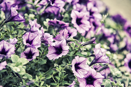 violets flowersの写真素材