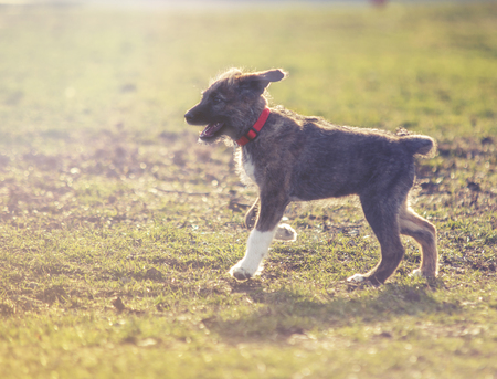 portrait of young sweet dog on grassの写真素材
