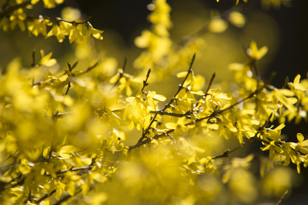 Spring yellow blossomの写真素材