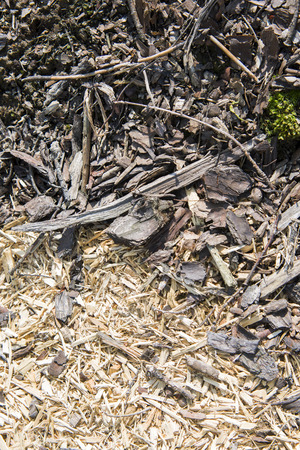 Pile of wood sawdust in forestの写真素材