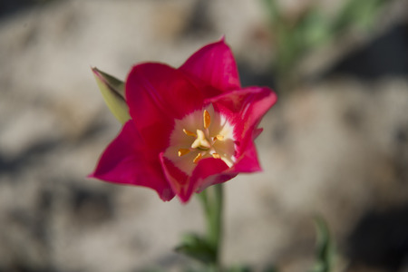 Close up on red Tulips (Tulipa)の写真素材