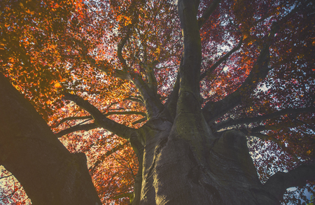 Majestic landscape with autumn red tree (Acer platanoides red) , vintage effectの写真素材