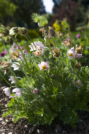 close up on Pulsatilla Vulgarisの写真素材