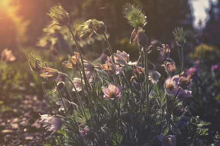 close up on Pulsatilla Vulgaris sunset or sunriseの写真素材