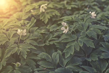 close up on Anemone nemorosa sunset or sunriseの写真素材