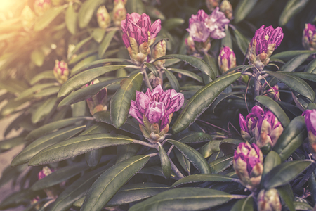 pink flowers of the Rhododendron plantの写真素材