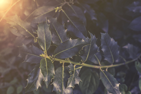 close up on Ilex aquifolium sunset or sunriseの写真素材