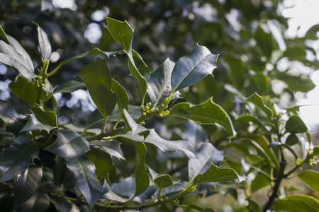 close up on Ilex aquifoliumの写真素材