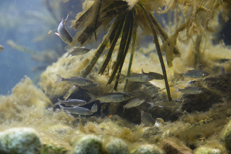 small europen river fish in fresh water aquariumの写真素材