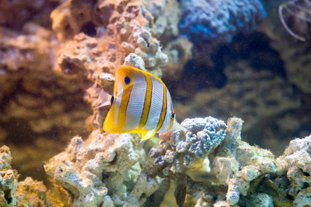 Copperband butterflyfish (Chelmon rostratus)