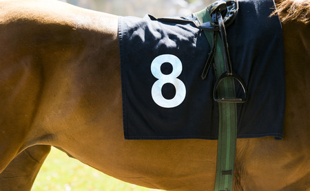 Horse racing, close up on brown horse with number 8の写真素材