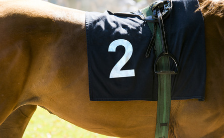 Horse racing, close up on brown horse with number 2の写真素材