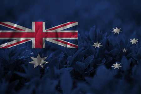 close up on leaf with blending  Australia flagの写真素材