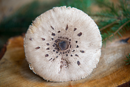 close up on parasol mushroom (Macrolepiota procera or Lepiota procera)の写真素材