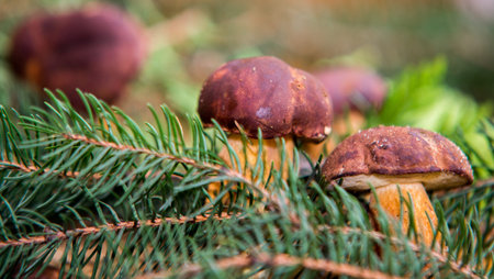 close up on Edible Bay Bolete (Boletus badius )の写真素材