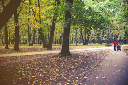 Park on Autumn with trees and leaves.の写真素材