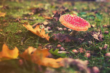 close up on Amanita muscaria, Fly agaric Toadstool, Fungus,  Mushroom.の写真素材