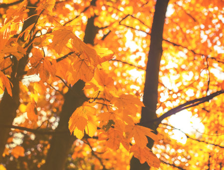 Beautiful colorful autumn leaves in the park.