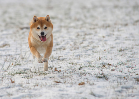 Red Shiba inu dog on the snowの写真素材