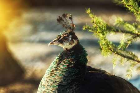 close up on female peacock on natural backgroundの写真素材