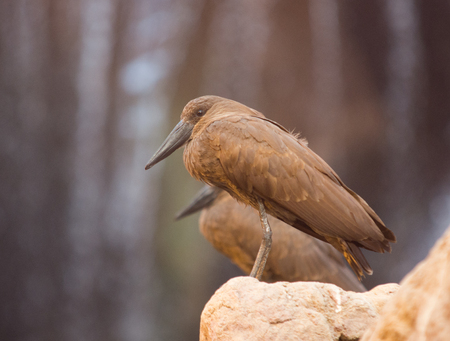 Close up on Hamerkop (Scopus umbertta) on the rockの写真素材
