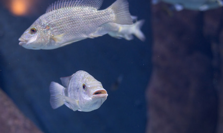 fish from  Tanganika and Malawi lakeの写真素材