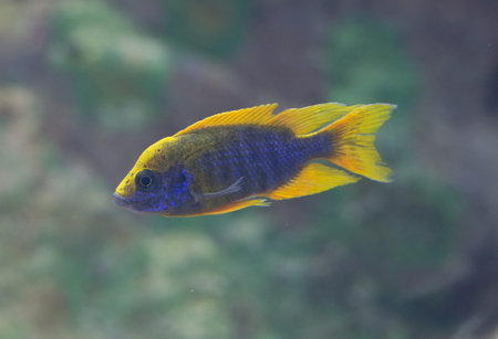 fish from  Tanganika and Malawi lakeの写真素材