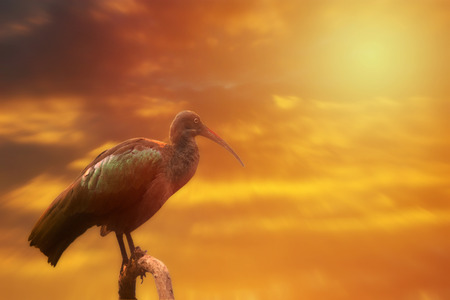Hadada Ibis on the tree, sunset or sunriseの写真素材