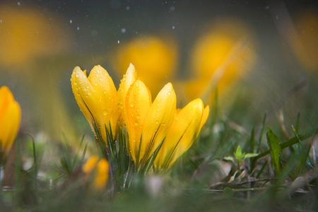 close up on yellow crocus with water drops and rainの写真素材