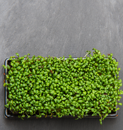 close up on fresh cuckooflower, top view, background or textureの写真素材