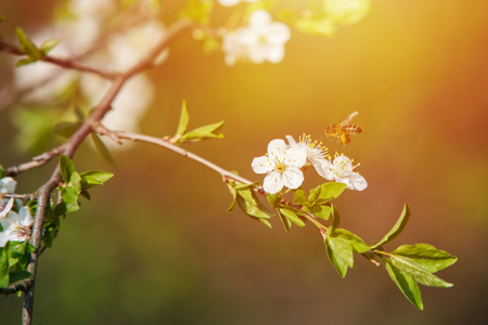 close up on Honey Bee on the tree flower, sunlightの写真素材