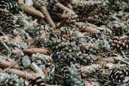 close up on cones in the forest, natural backgroundの写真素材