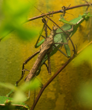 close up on malayan jungle nymph heteropterix dilatata