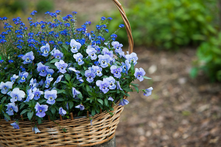 Close up on blue flower in the basketの写真素材