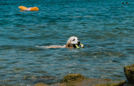 close up on dog in lake, Garda, italyの写真素材