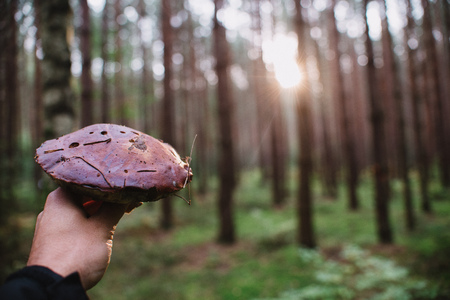 Close up on big bay bolete ( Imleria badia ) in forest on hand, sunriseの写真素材