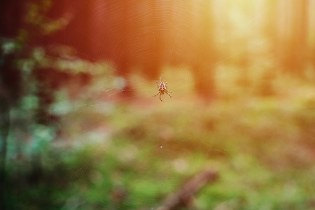 close up on marbled orb-weaver Araneus diadematus in the forest, black and white, sunriseの写真素材