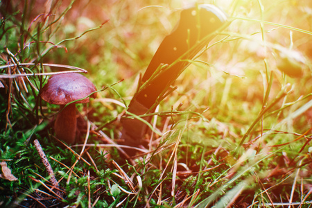 Close up on  bay bolete ( Imleria badia ) in forest with knife sunriseの写真素材