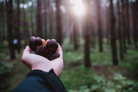 Close up on bay bolete ( Imleria badia ) in forest on handの写真素材