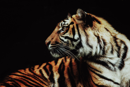 close up on tiger Panthera tigris sumatrae on black backgroundの写真素材