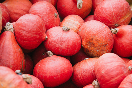 group of red pumpkins in the basketの写真素材