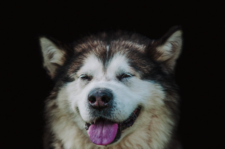 Close up on Alaskan malamute on black backgroundの写真素材