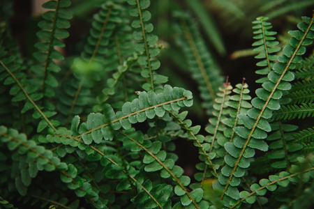 Close up on oleandraceae  leaf, top viewの写真素材