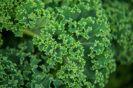 close up on Kale. Green vegetable leaves, healthy eating, vegetarian food.の写真素材