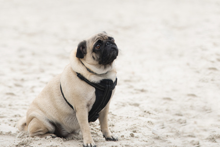 close up on pug dog on sand, sad faceの写真素材