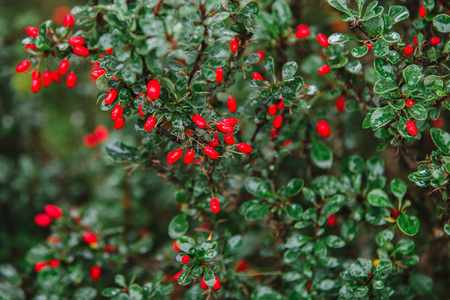 close up on Berberis flower nad leafの写真素材