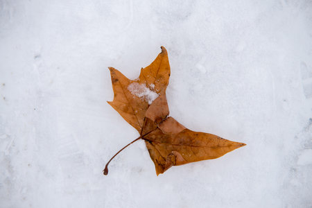 close up on orange leaf on the ice and snow