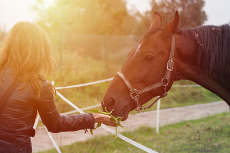 Woman give a tree to eat for the horseの写真素材
